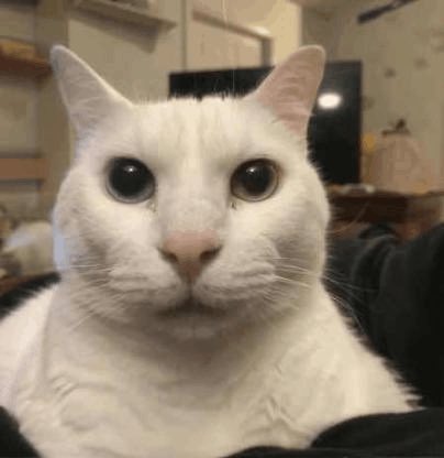 i_hate_the_DF's tweet photo. @jamsealoquai //just noticed the “she” and i think we may be thinking of different people. Is or is this not the marce with a catfish fursona who streams a lot.

if it’s not i may genuinely be stupid https://t.co/CQyCcoDt77