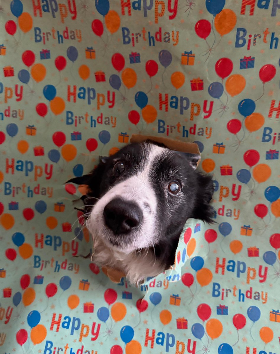 jilluminatie's tweet photo. Hiep hiep hoera, Symba is vandaag 15 jaar ❣️ https://t.co/hFdfq9Gnb0