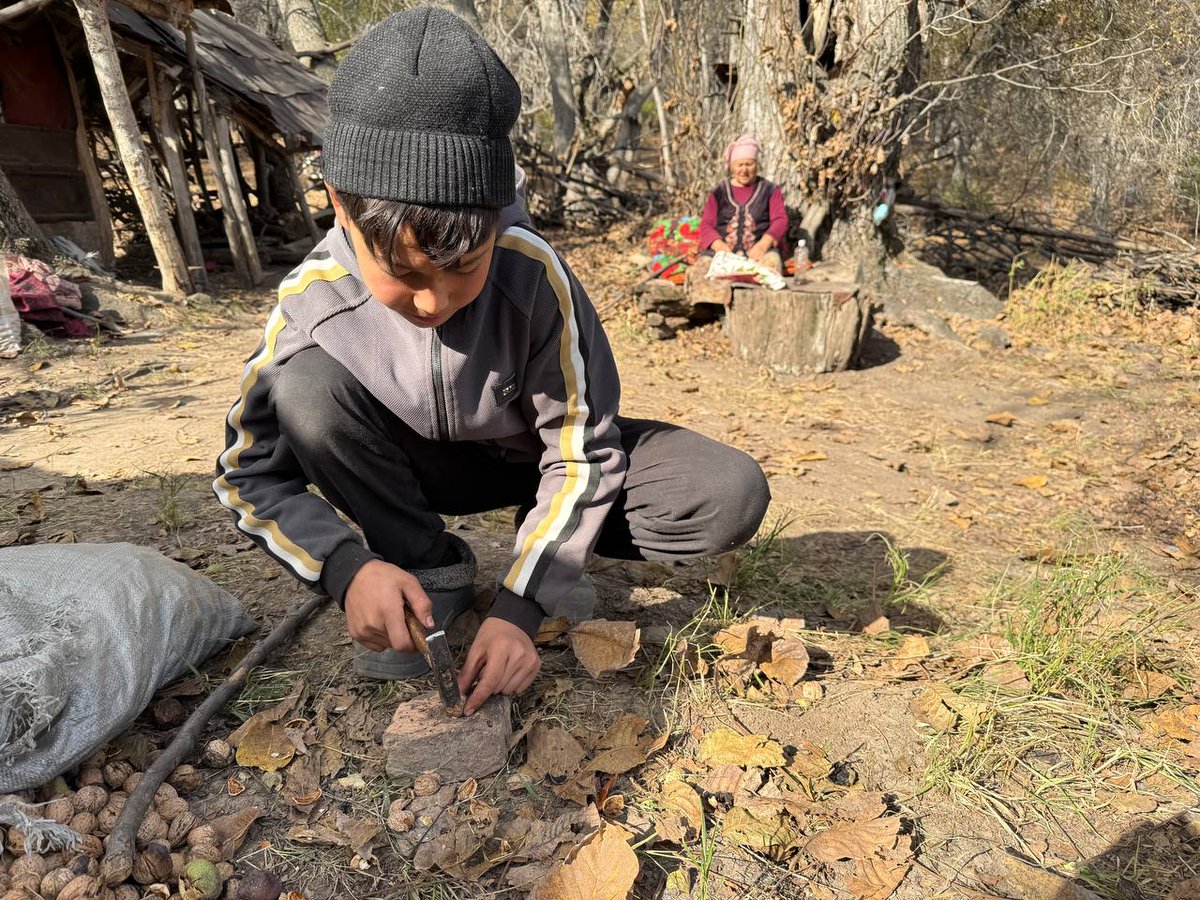 Weekend #CentralAsia reading: A feature <a href="/qadam_ca/">Qadam</a> by Bakyt Ibraimov looking at difficult times for the world's largest walnut forest in Arslanbob, Kyrgyzstan. 

In English: qadammagazine.substack.com/p/worrying-tim…
And Russian: substack.com/home/post/p-18…