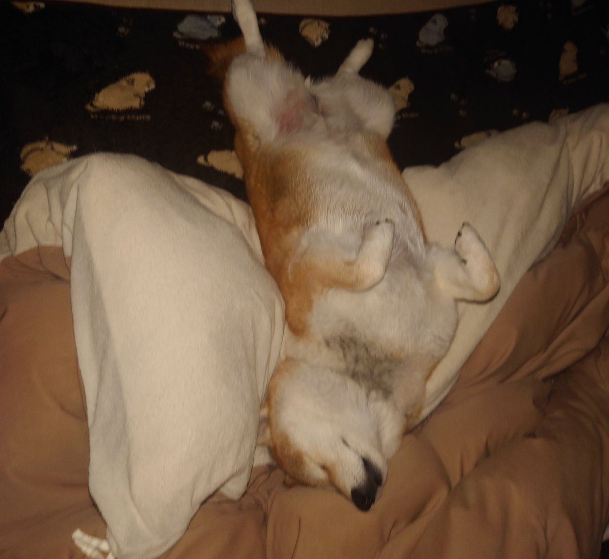 キュキュ（柴犬の九ちゃん） (@gBETQs4FK71tz68) / Posts / X