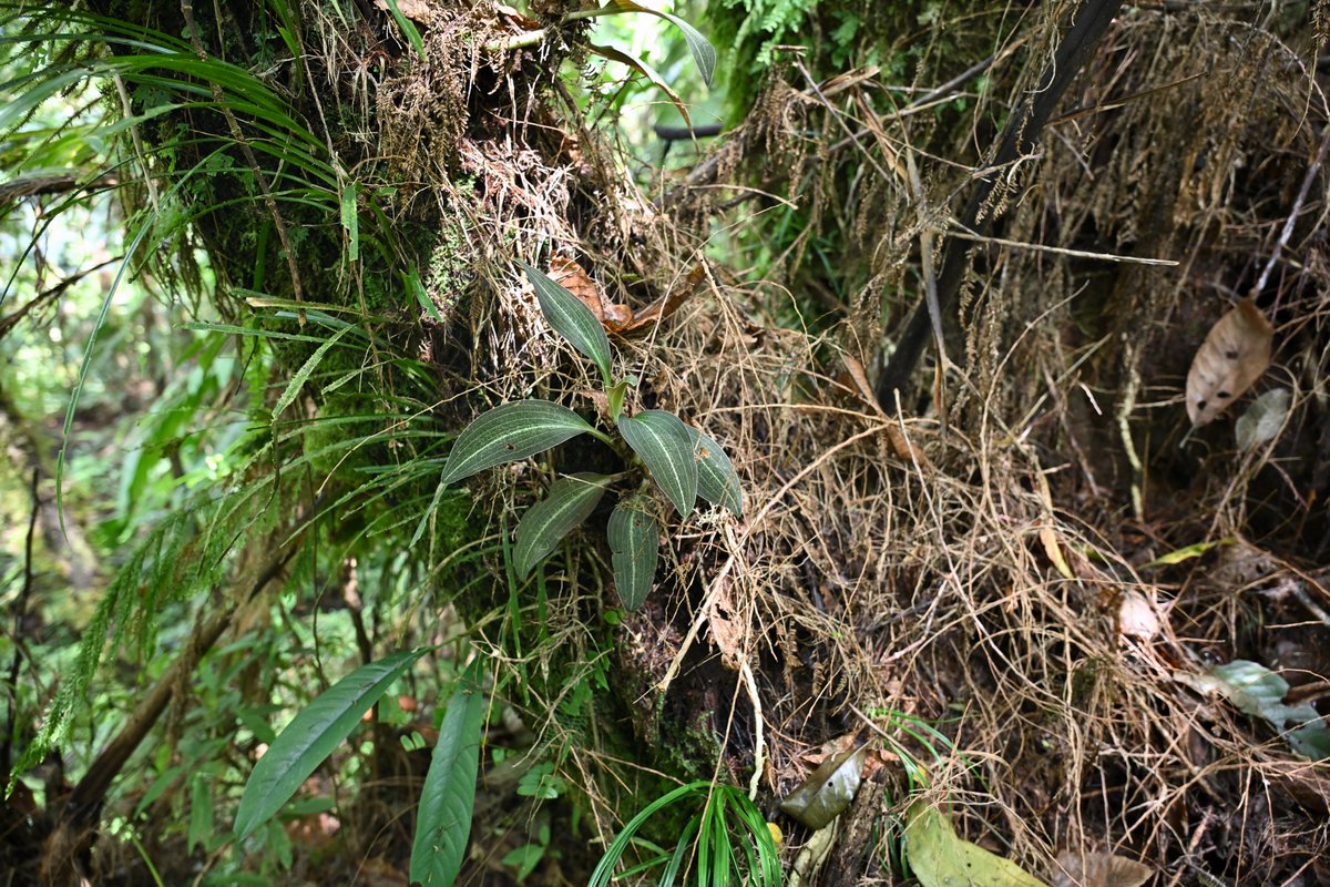 LA_souya's tweet photo. Macodes dendrophila
こちらは僕の知る限り一度も流通したことがない種。10年前のセラム島以来2度目の発見。 https://t.co/ZALCB8wzwU