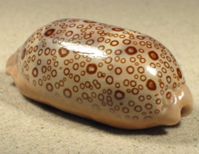 オオモンジャノメダカラ といいます(^o^) #貝 #貝殻 #標本