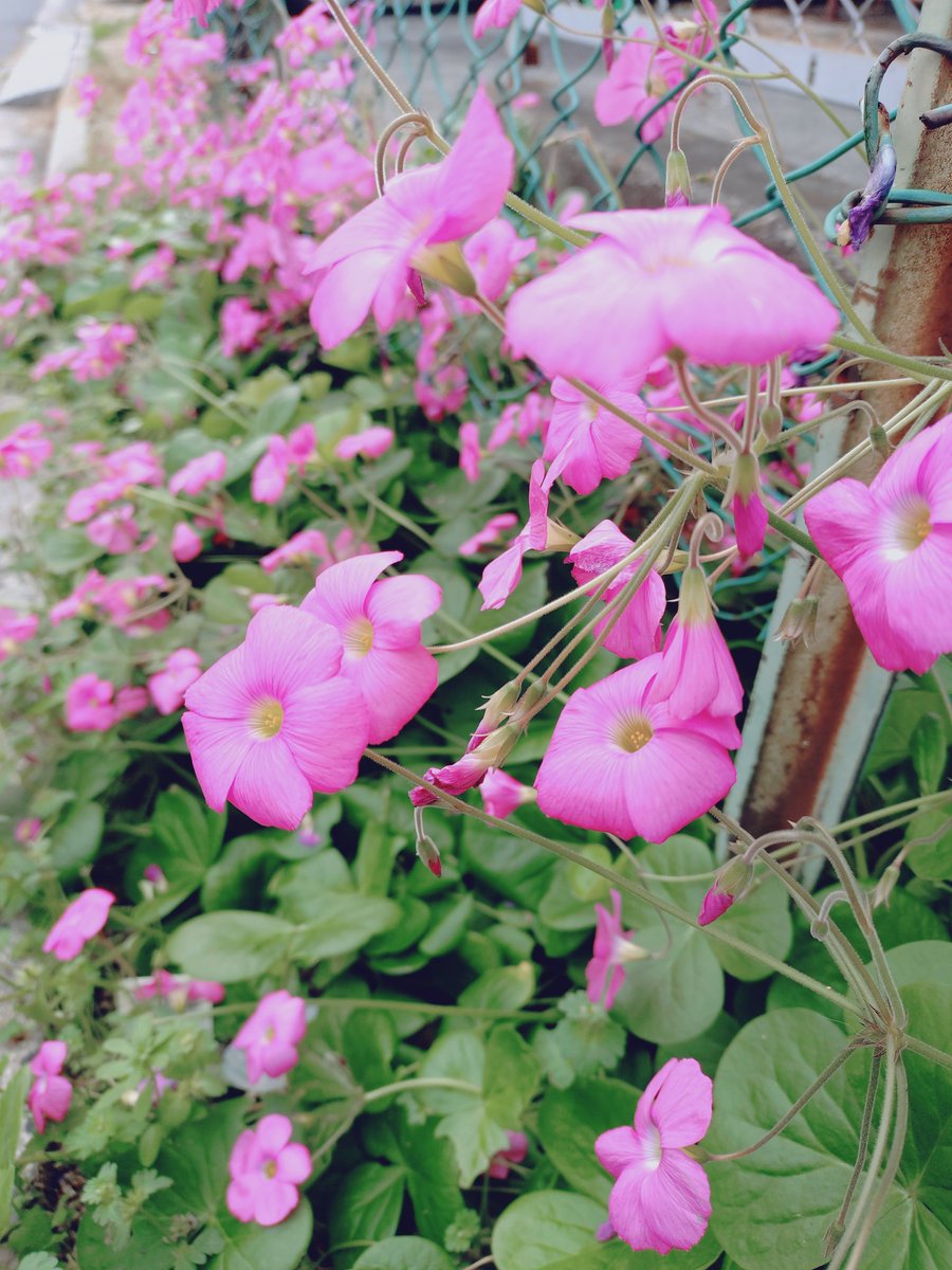 Kay II ✾今週は月曜日～木曜日ポスト、週末はお休み