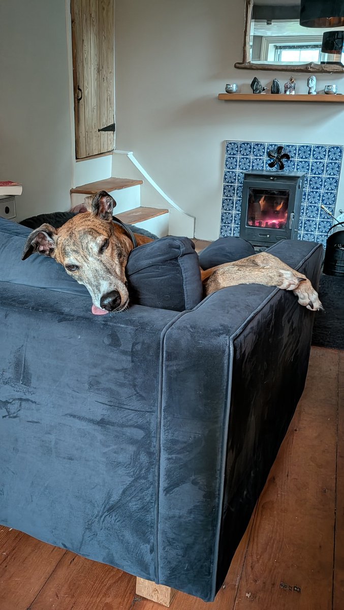 TheLengthsman's tweet image. Been here 2 years and now sticks his tongue out at me !
#relaxed
#Greyhound