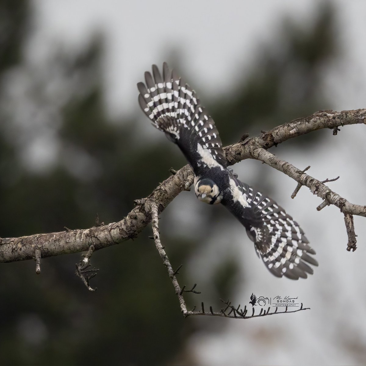 kemal_sondas's tweet photo. Syrian Woodpecker / Alaca Ağaçkakan
07 12.2025 Malatya🇹🇷
#Canon_TR
#birdsofTurkey https://t.co/WQPLUD9lkr