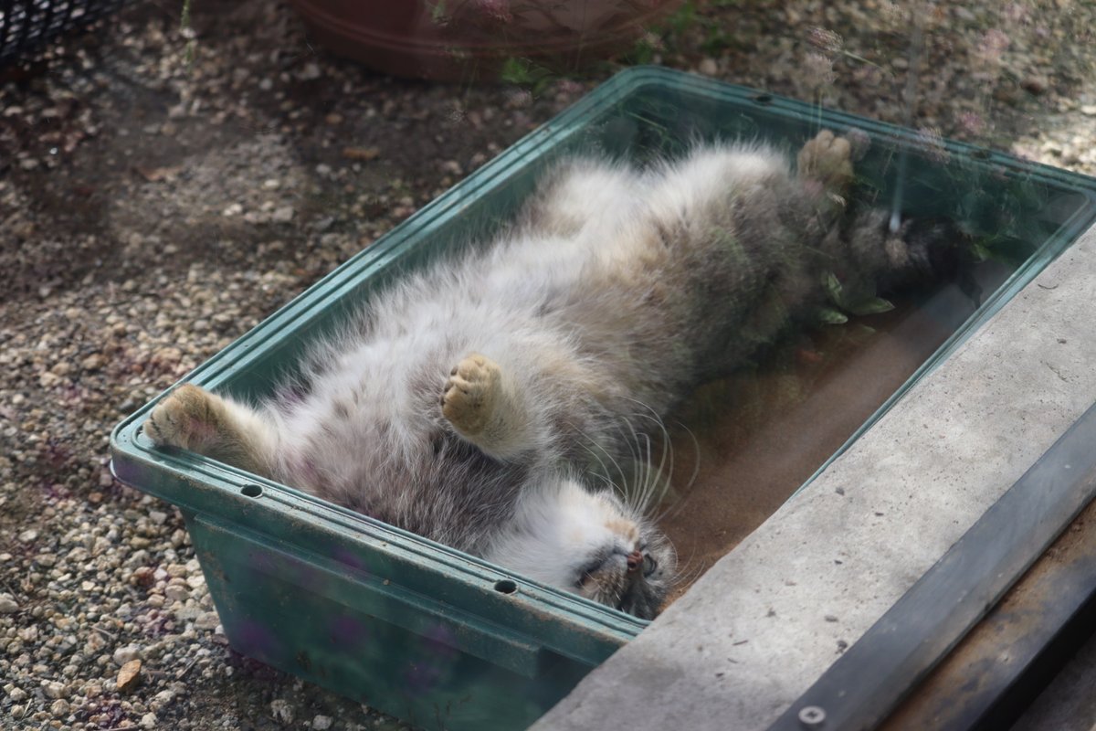 sunaaa07200720's tweet photo. ゴロゴロータス

07.10.29
#ロータス　#マヌルネコ
#埼玉県こども動物自然公園 https://t.co/n6wcIx0jVS