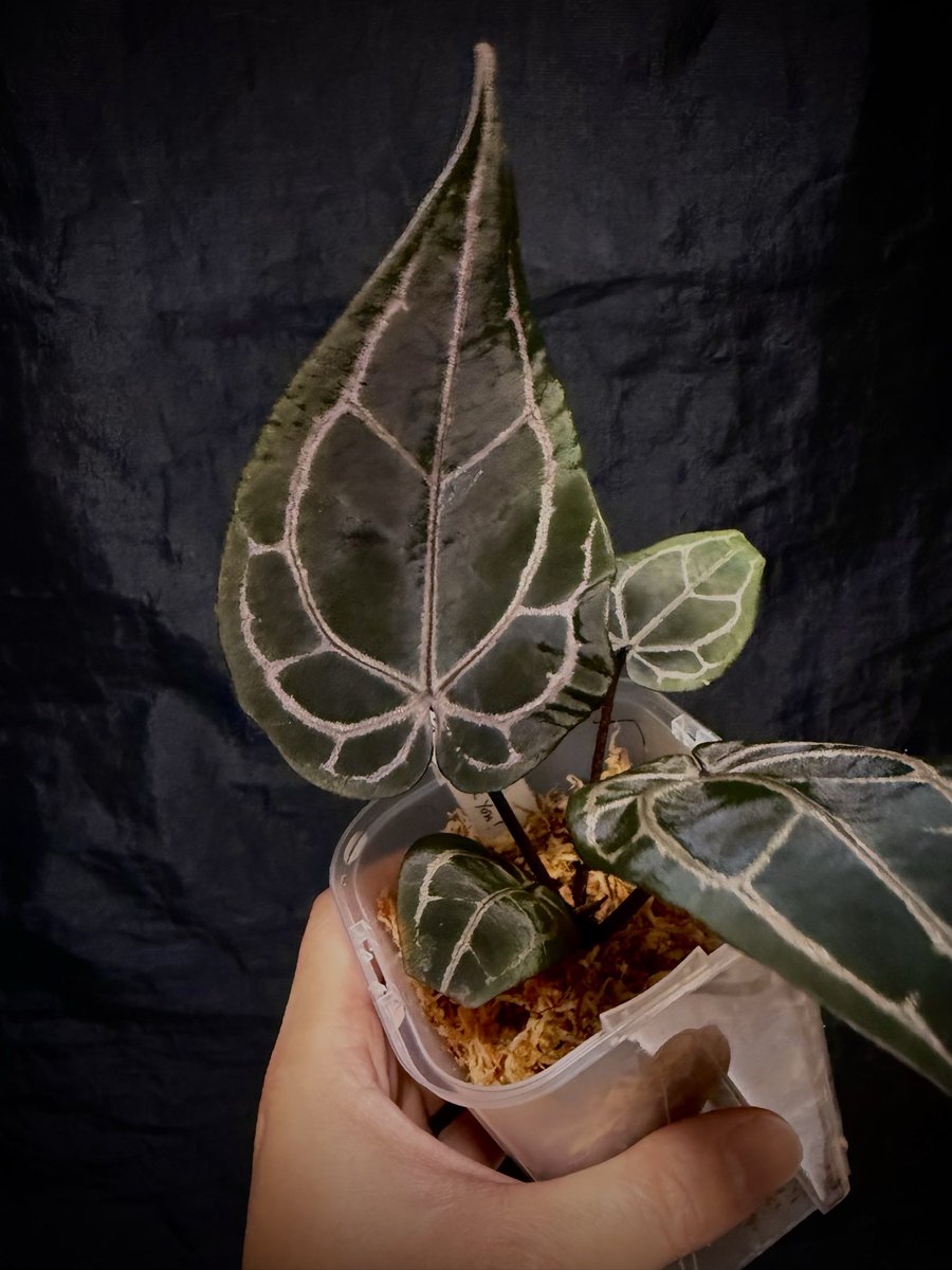 Anthurium SKG Purple Emergent S1 Selected オキボタのご報告1 黒紫