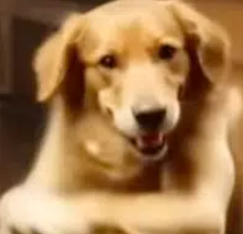 Absolutefocus tweet media