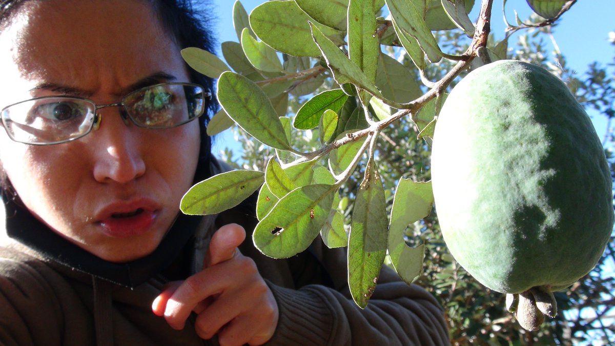 KisaMake's tweet image. なおとフェイジョア園にお邪魔しました。フェイジョアという珍しいフルーツを1000円で食べ放題が出来ます！しかも、オリジナル販売機まで置いてありましたｗ
I went to an orchard called 'Naoto's Feijoa Garden'. You can eat all you want for 1000 yen. There's also an original vending machine.