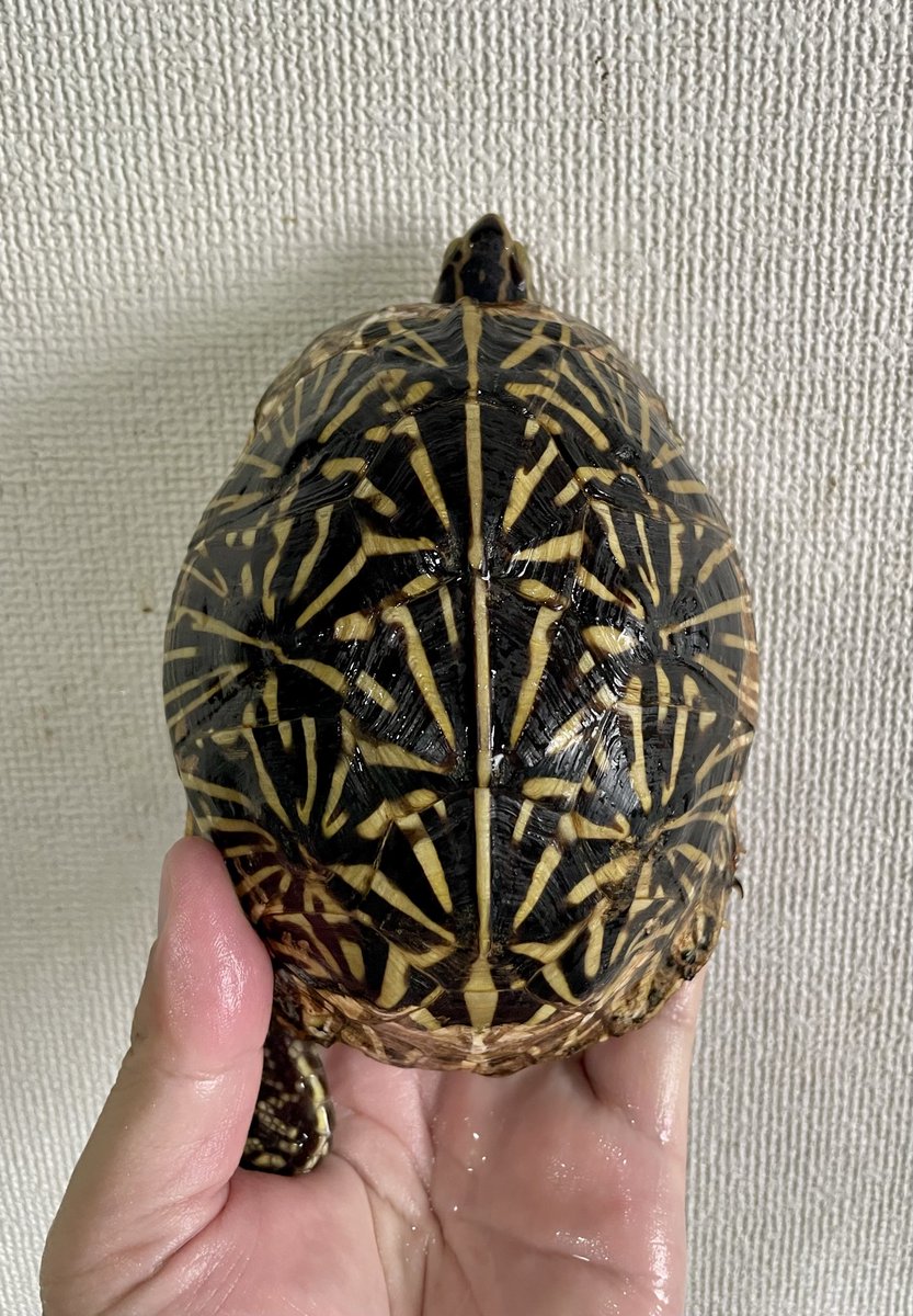 toyodat1's tweet photo. フロリダハコガメ ペア
オス甲長14㎝　メス甲長13.5㎝
産卵経験有り（無精卵）
850,000円（税込）
写真メス個体
#フロリダハコガメ
#グローバルアニマルズ https://t.co/dmWLk1Z9Qv