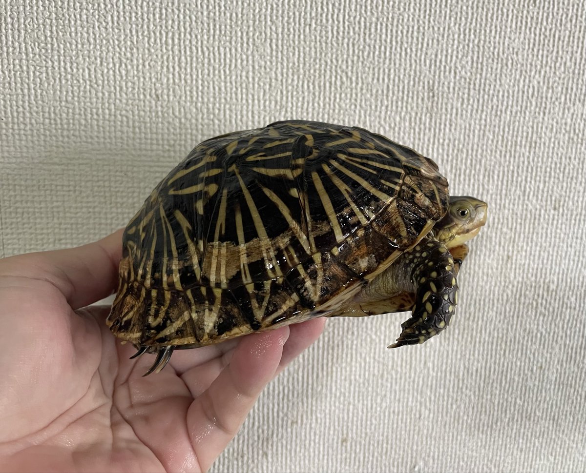 toyodat1's tweet photo. フロリダハコガメ ペア
オス甲長14㎝　メス甲長13.5㎝
産卵経験有り（無精卵）
850,000円（税込）
写真メス個体
#フロリダハコガメ
#グローバルアニマルズ https://t.co/dmWLk1Z9Qv