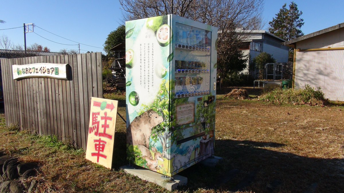 KisaMake's tweet image. なおとフェイジョア園にお邪魔しました。フェイジョアという珍しいフルーツを1000円で食べ放題が出来ます！しかも、オリジナル販売機まで置いてありましたｗ
I went to an orchard called 'Naoto's Feijoa Garden'. You can eat all you want for 1000 yen. There's also an original vending machine.