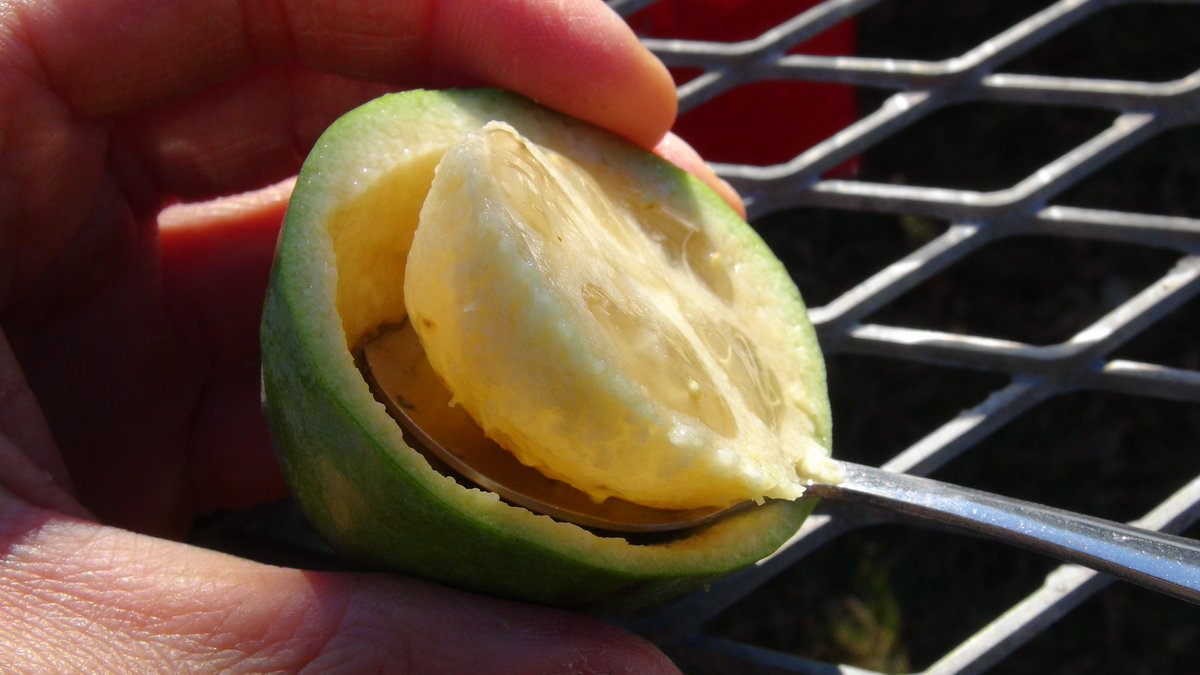 KisaMake's tweet image. なおとフェイジョア園にお邪魔しました。フェイジョアという珍しいフルーツを1000円で食べ放題が出来ます！しかも、オリジナル販売機まで置いてありましたｗ
I went to an orchard called 'Naoto's Feijoa Garden'. You can eat all you want for 1000 yen. There's also an original vending machine.