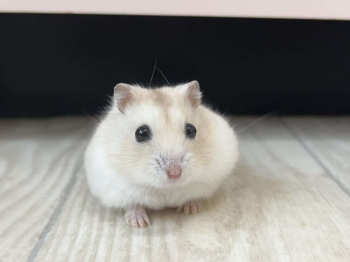 あれ❓今日ビジュいいじゃんჱ̒՞ ̳ᴗ ̫ ᴗ ̳՞꒱✧

(彼のビジュがいいのはいつもです🥹)

#柊和
#ハムスター