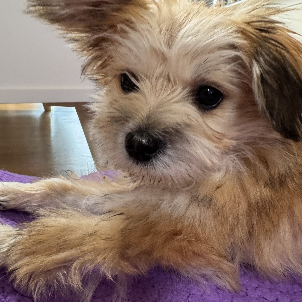 HaruDiary1102's tweet image. 하옴냐 가나디는 옆태가 예쁘다