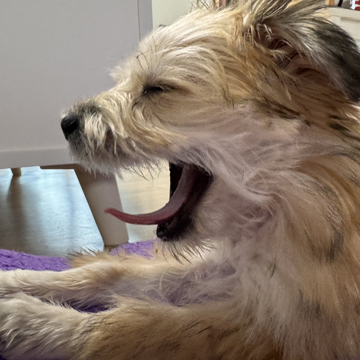 HaruDiary1102's tweet image. 하옴냐 가나디는 옆태가 예쁘다