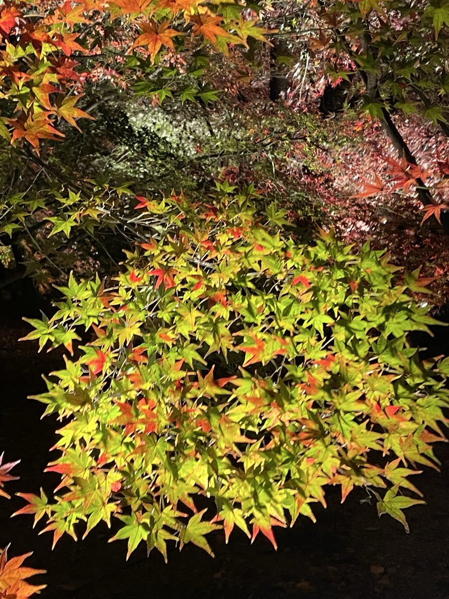 ミント (@tomiminto) / Posts / X