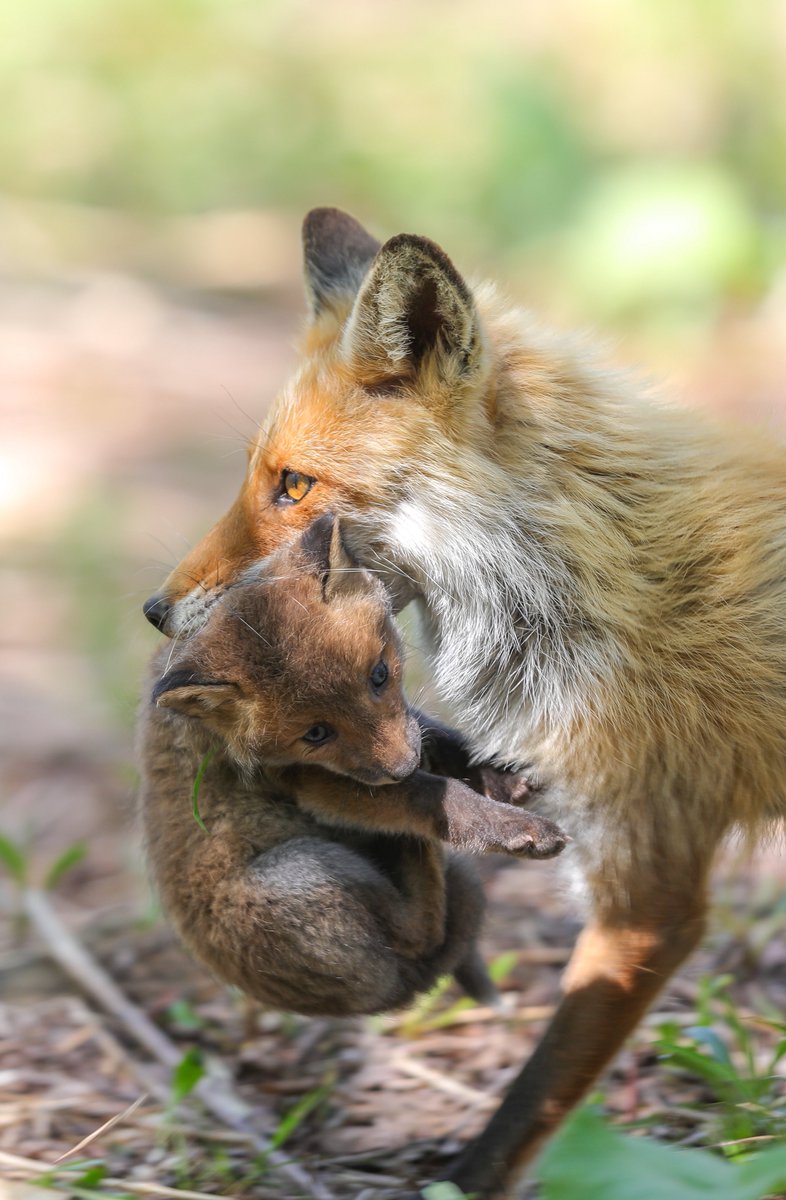 お母さんが咥えてるのは

我が子です🦊

新居に向かって引っ越しの真っ最中✨