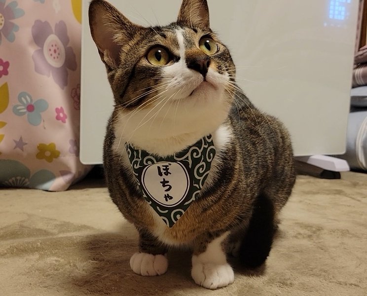 pochapocha0629's tweet photo. 【ぽちゃの7回目の月命日】

こんばんは🌙ぽちゃ兄です！
今日はぽちゃの7回目の月命日。

もう早いもので12月ですね。
師走というだけあって毎日慌ただしく過ごしています！
先日はめぐ様の「おもいでバス」にたくさんの温かいコメントありがとうございました。
全て読ませて頂きました🙏

今日はふなっしーを咥えたまま寝てしまうぽちゃの写真を多めにしてみました✨
幸せそうすぎる顔がかわいい😂

きっとお空でもこんな感じなんだろうなと思います笑

一時期ぽちゃの毛が落ちてくることも減っていましたが、最近は毎日のように毛が着いていたり気配が強かったり存在感強めなぽちゃを近くで感じながら過ごしています😊

寒さも本格的になってきました。皆様もお身体に気をつけてお過ごしください！