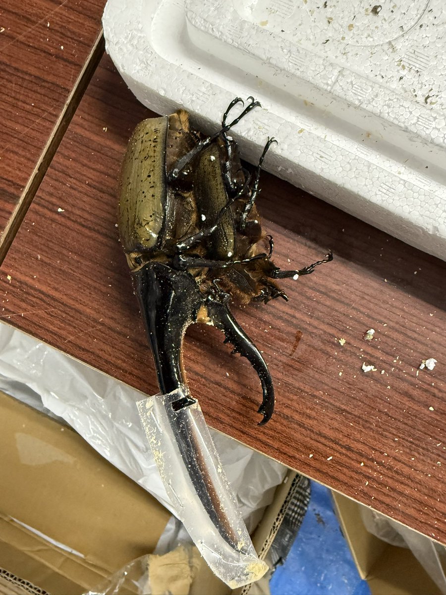 MasaH【Seraphim】 (@MasaH1973) / Posts / X