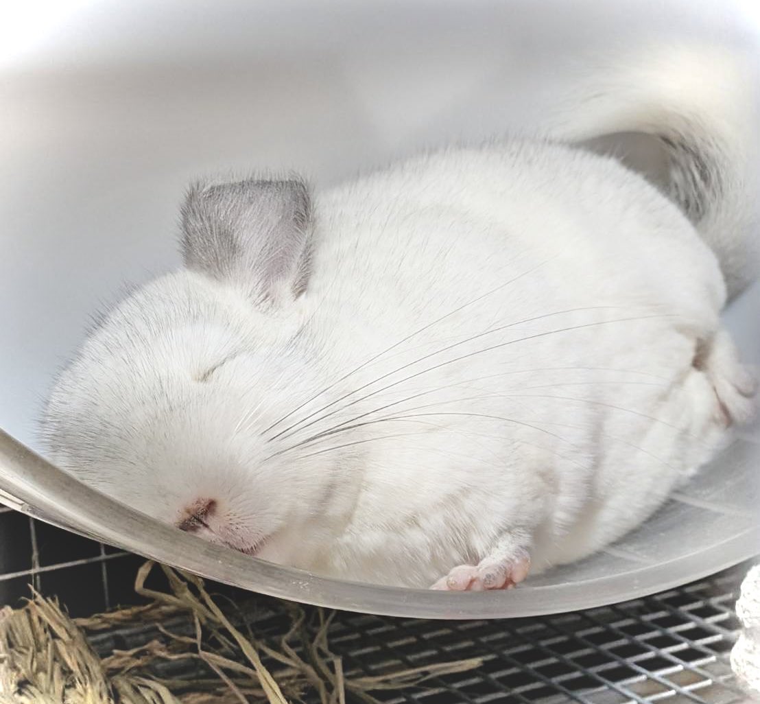 チンチラ プロフ必読‼️です❣️ チンチラ バイオレットの『スー