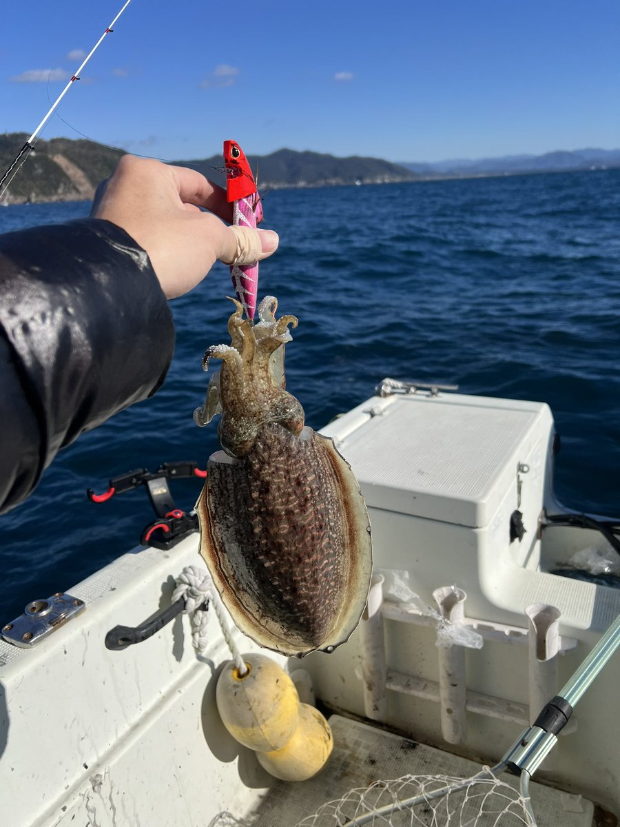 xRarq_'s tweet photo. イカとカマス🦑 https://t.co/HLmsfVZesD