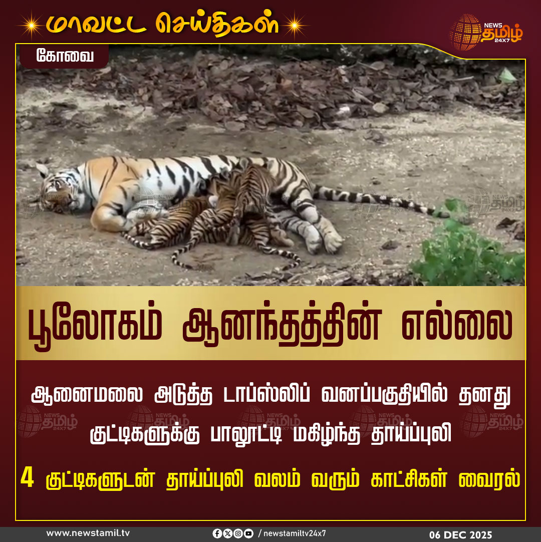 NewsTamilTV24x7's tweet photo. #NewsTamil24x7DistrictNews | பூலோகம் ஆனந்தத்தின் எல்லை
கோவை: ஆனைமலை அடுத்த டாப்ஸ்லிப் வனப்பகுதியில் தனது குட்டிகளுக்கு பாலூட்டி மகிழ்ந்த தாய்ப்புலி; நான்கு குட்டிகளுடன் தாய்ப்புலி வலம் வரும் காட்சிகள் வைரல்
#Kovai #AnamalaiTigerReserve #Topslip #Tiger #TamilNews #NewsTamil #NewsTamil24x7