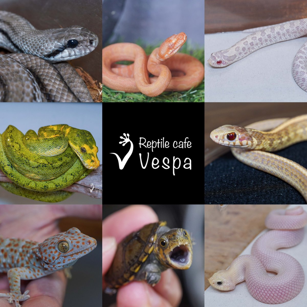 tohi (@tohira17) / Posts / X