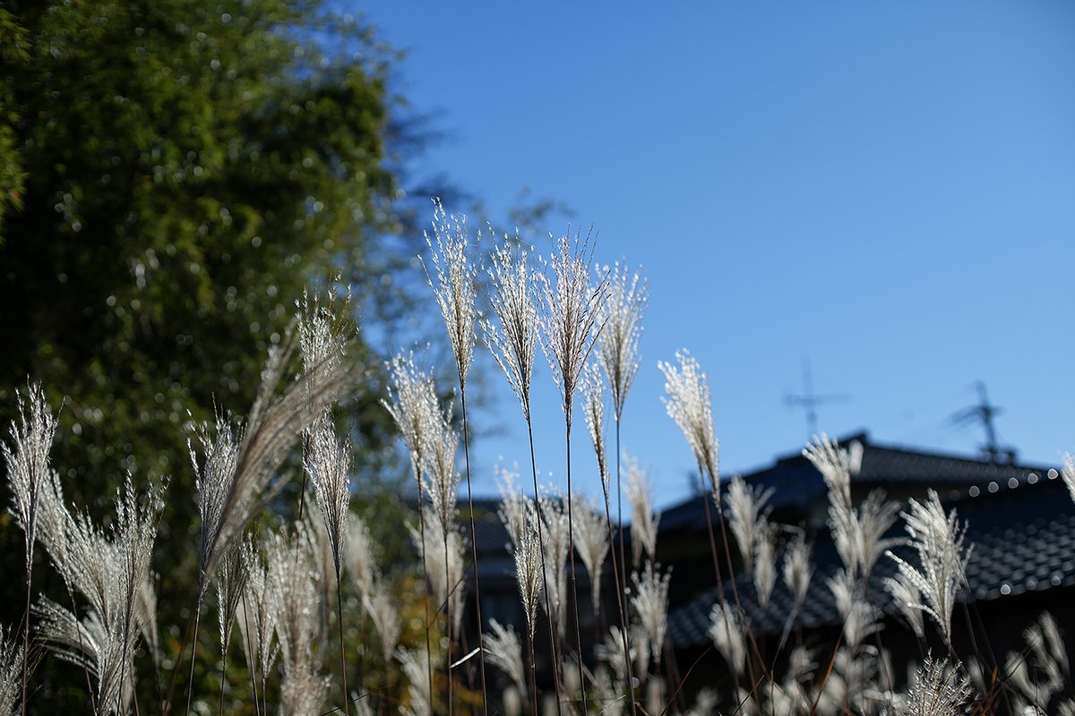 PDOG28909989's tweet photo. 98年ごろ?に購入した
今となってはオールドレンズ
ミラーレスで生き返った
#Canon #EF50 F1.4
フルタイムMFで弱いAFをカバー
#Sony #A7CR
MC K&F CONCEPT EF-E IV
#伊賀市
#アルファホビー部 https://t.co/QGMorbrqzl