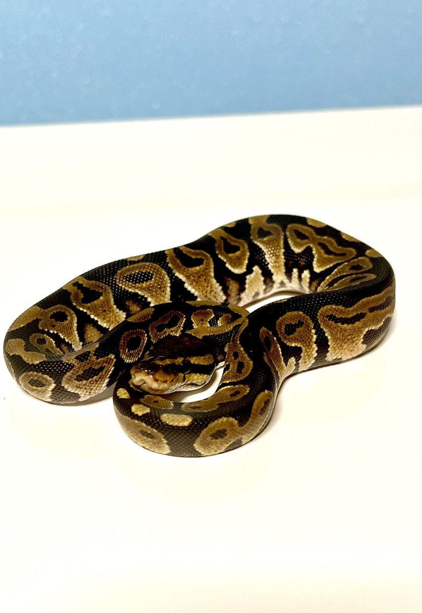 昨日子供達と<a href="/Basic_bp/">Basic ボールパイソン 販売</a> さんのところへお邪魔してこのペアをお迎えしました　
素敵な子をありがとうございます　
また遊びに行かせていただけたらと思います
Normal100% Black axanthic
　
子供達にも触れ合いさせて頂きありがとうございます