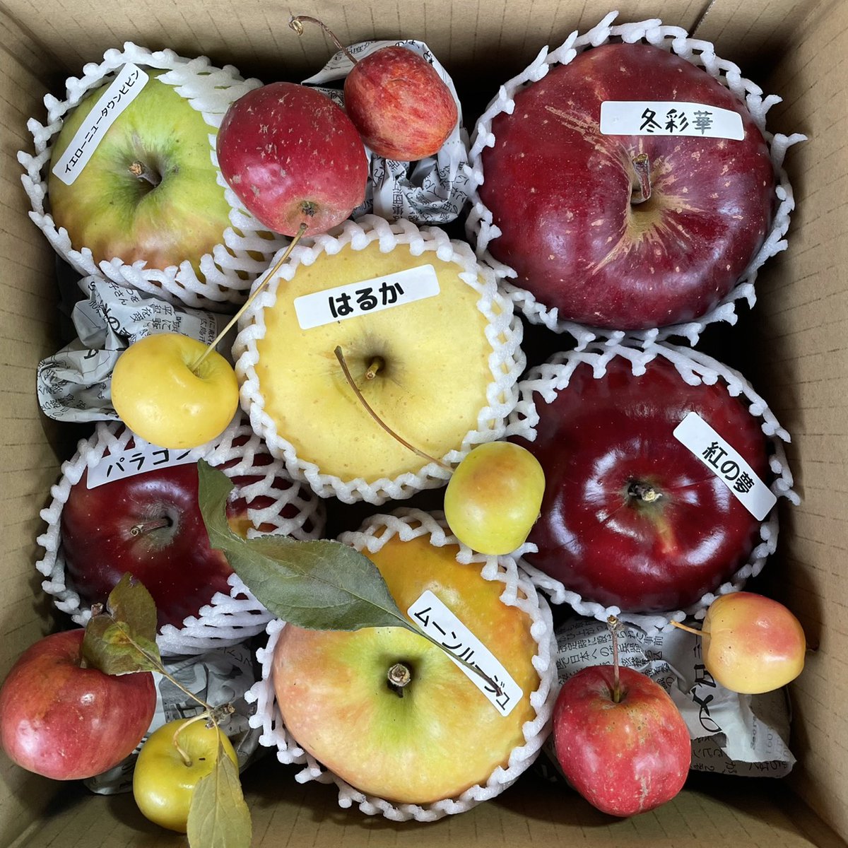 sun_farm_iwate's tweet photo. りんごいろいろBOXの販売を再開しました！

https://t.co/HYuh8SCFjS https://t.co/GT4a1oULDI
