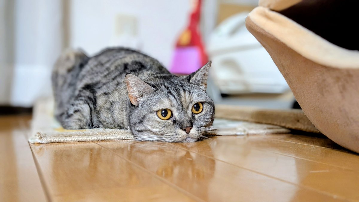 ねこさん⚡(ΦωΦ) (@catnap707) / Posts / X ねこさん⚡(ΦωΦ) (@catnap707) / Posts / X