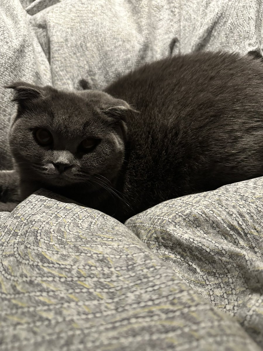 菠萝吹吹吹雪 tweet media