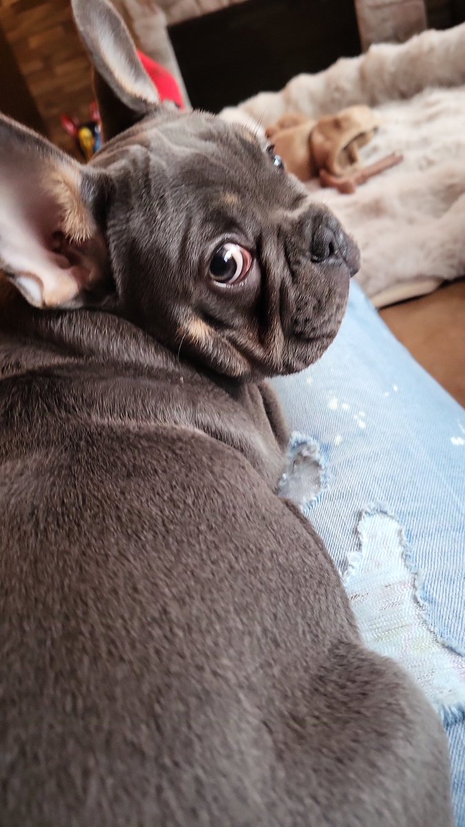 Goedemorgen,  Frenkie heeft al top geholpen in de tuin. Bezem aanvallen ging super😉. Badkamer opruimen ook, lees ik heb de wc rol de hele kamer door geslingerd. Nu koffie. En meneer heeft weer slaap😁😉