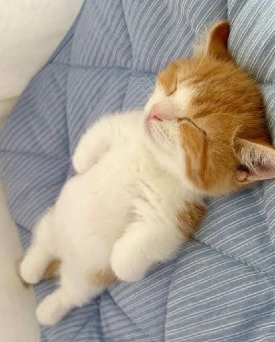 NoCatsNoLife_m's tweet photo. Sweet dreams 🥹🧡 https://t.co/NyXLPdPbxr