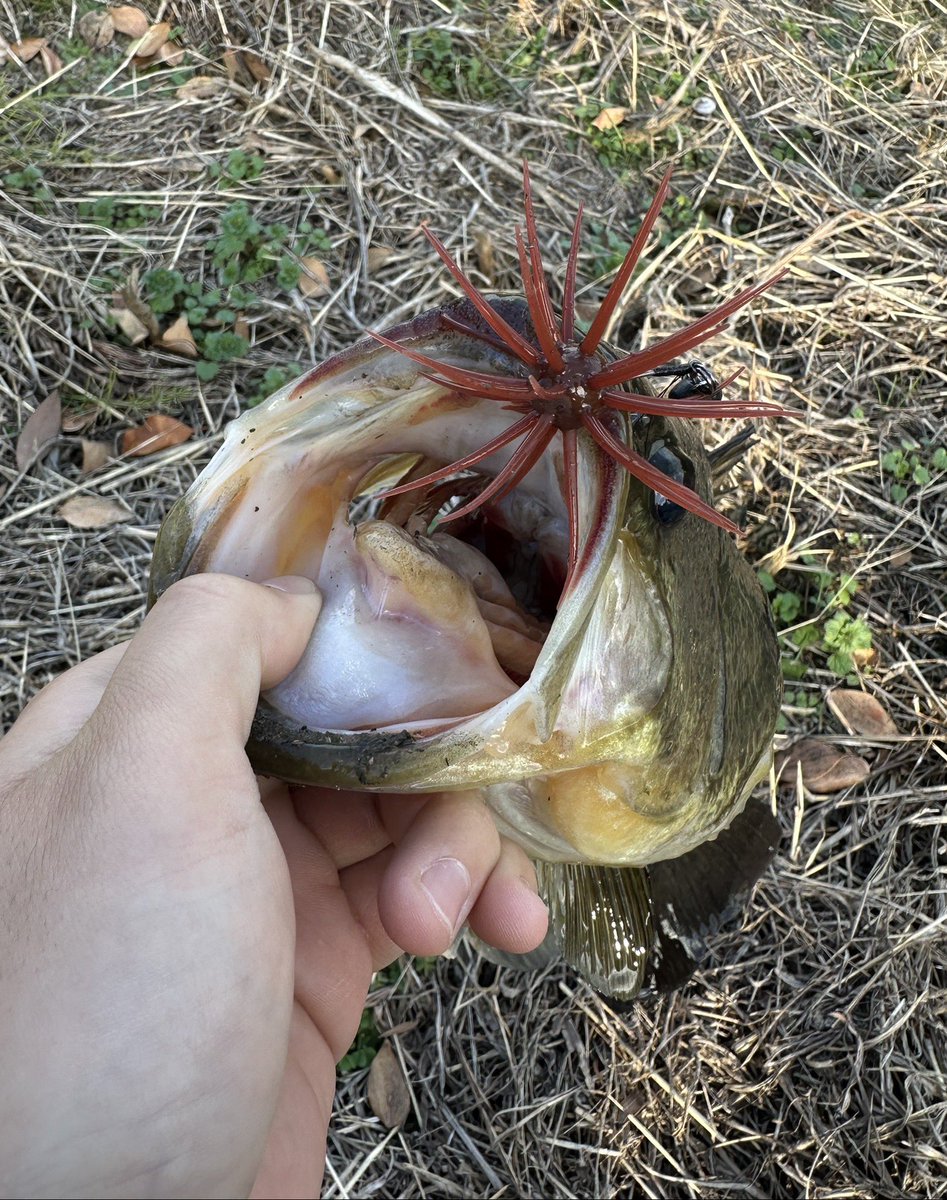 𓆛𓆜スー𓆝𓆞 (@suu1007_2022) / Posts / X