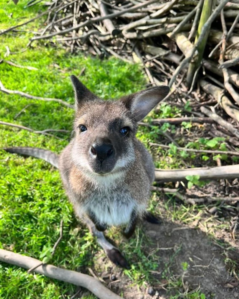 Golders Hill Park Zoo tweet media