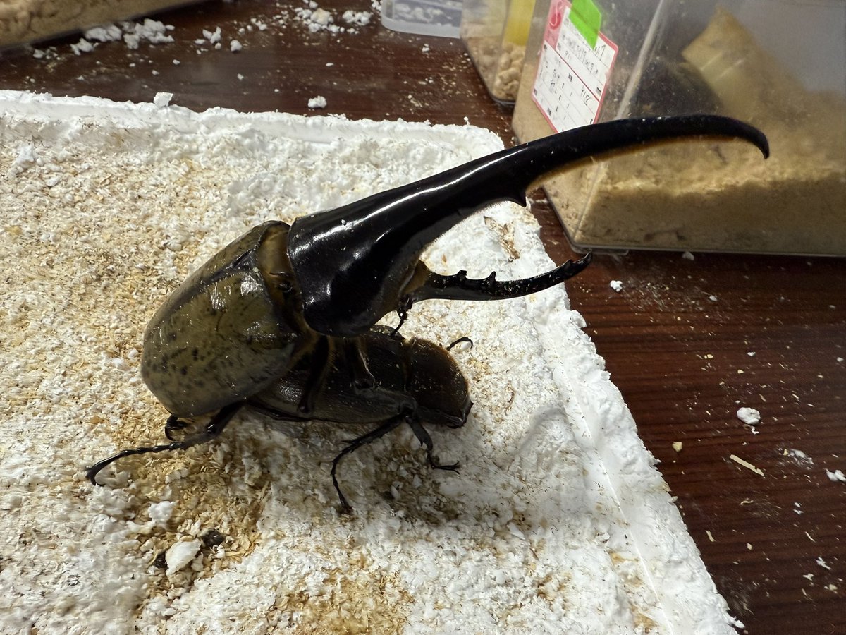 MasaH【Seraphim】 (@MasaH1973) / Posts / X