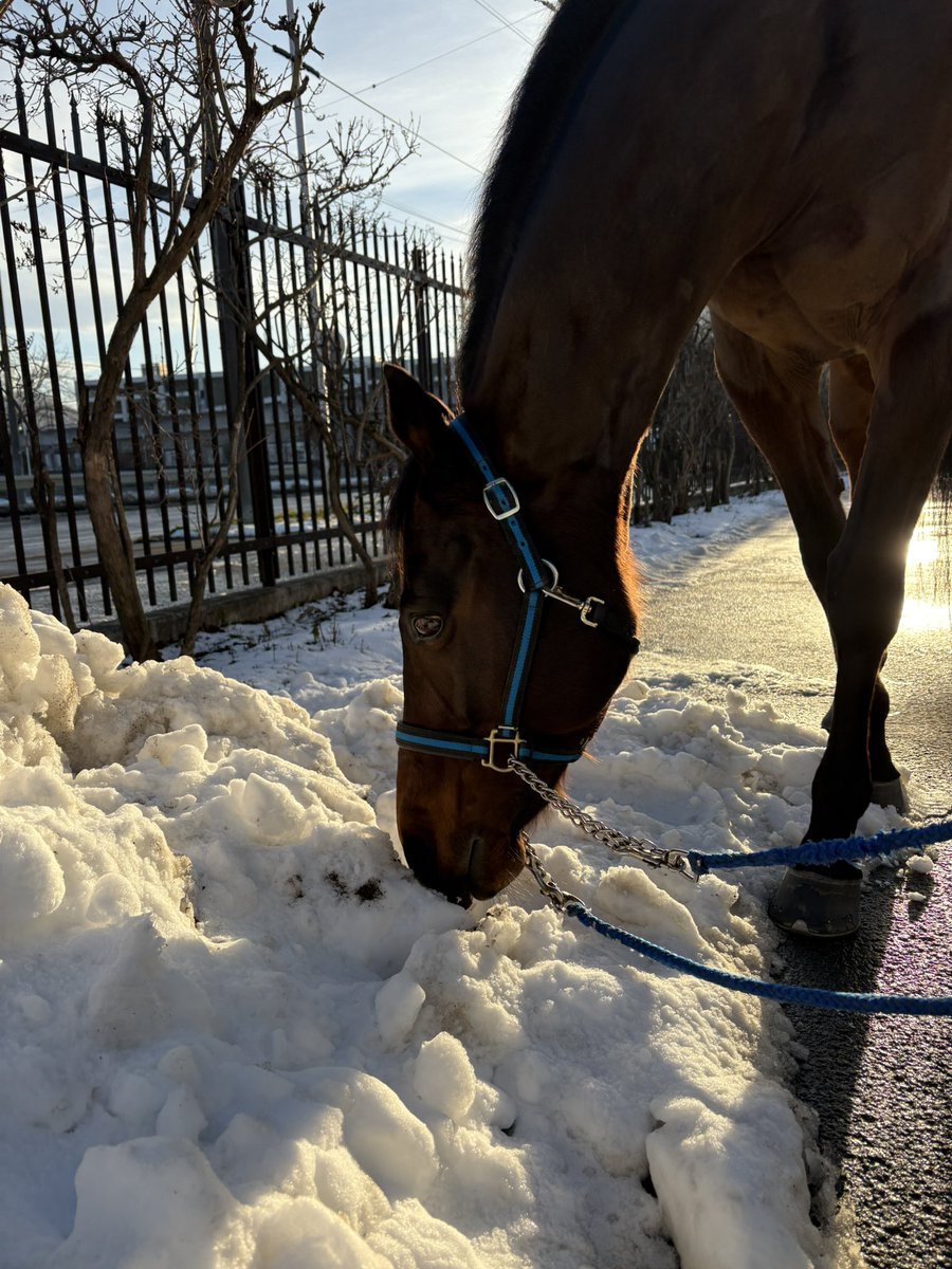 JRA福島競馬場 (@JRAFUKUSHIMA) / Posts / X