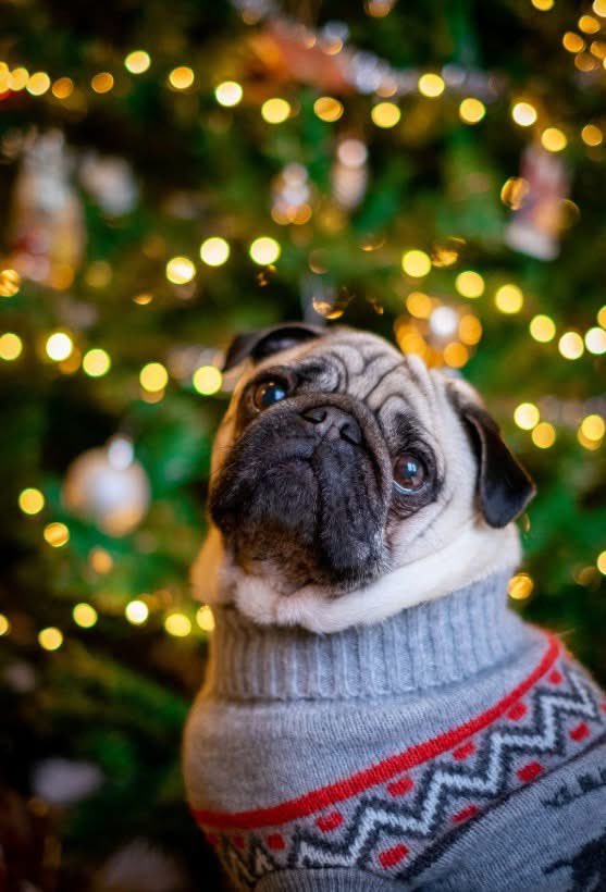 Ce n’est pas un cadeau de Noël , un jouet !!! 
C’est un compagnon pour la vie 🙏