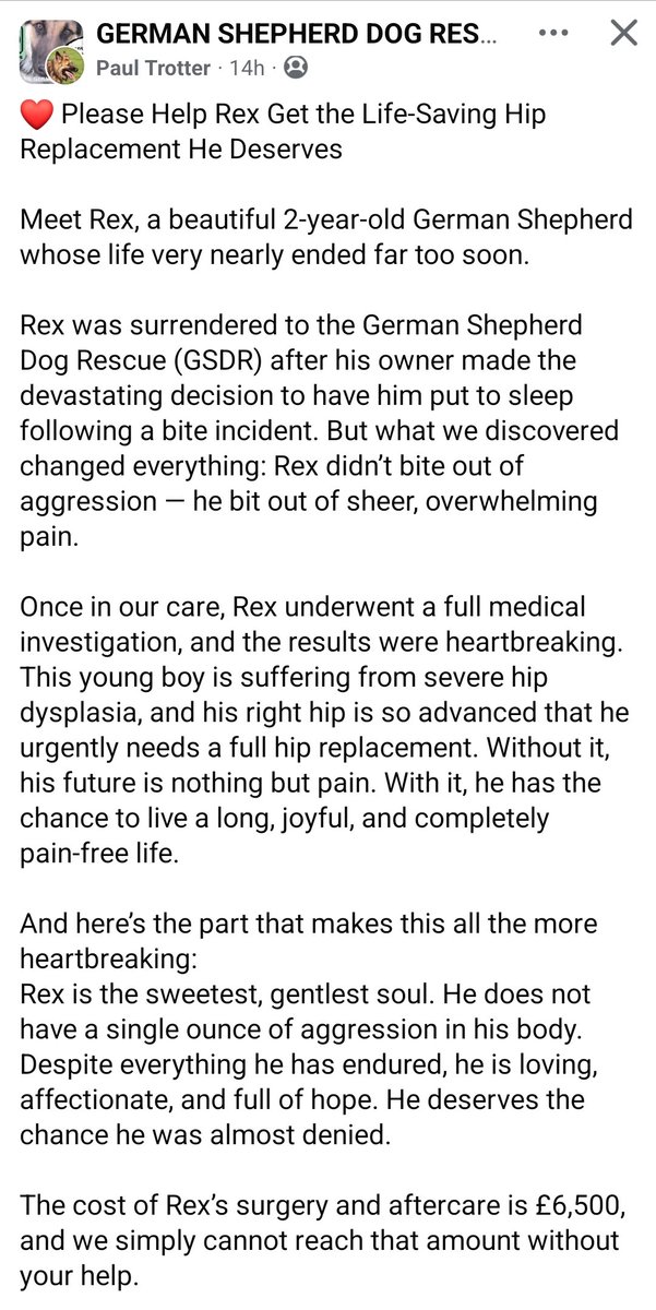 German Shepherd Dog Rescue UK 🇬🇧 tweet media