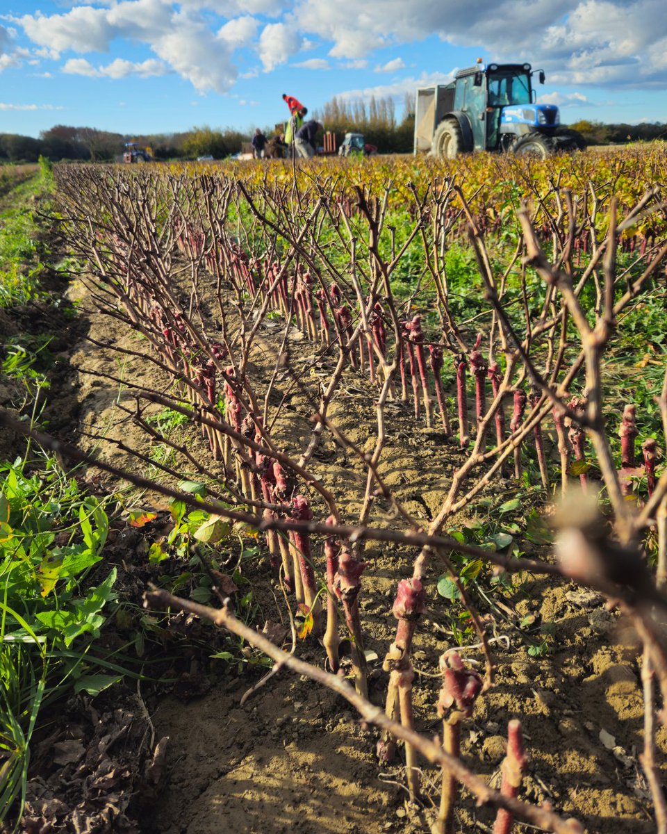 vitipeps's tweet image. 🌱Après un an de travail, place à l’étape clé : l’arrachage dans nos pépinières viticoles !✨
🇬🇧 After a year of work, it's time for the key stage: harvesting in our vine nurseries !✨
#Vitipeps #pepiniereviticole #agriculturefrançaise #madeinfrance #frenchvineplant #vinenursery