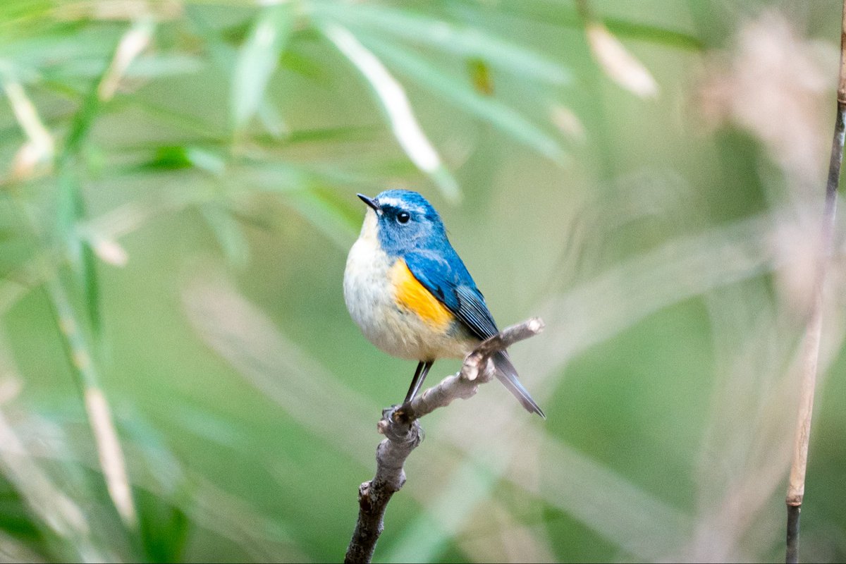 今日は会いたかった鳥に会えてよかったです。
#ルリビタキ #野鳥撮影 #SonyAlpha