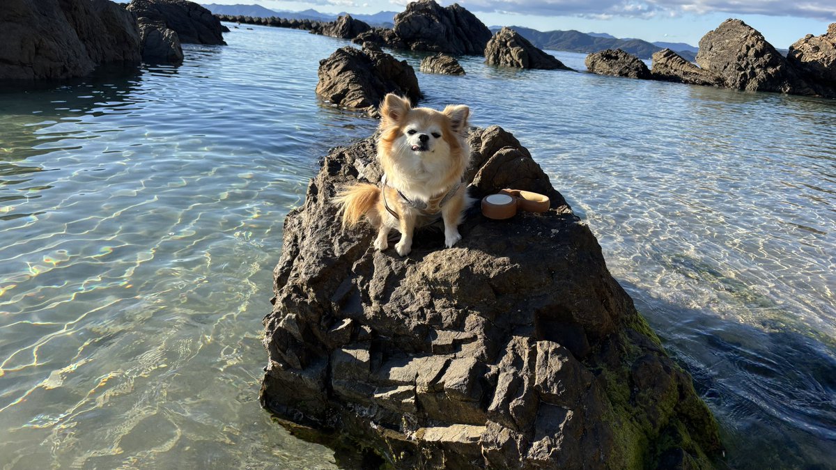 綺麗な海の岩の上のチビちゃん🪨🌊✨✨✨