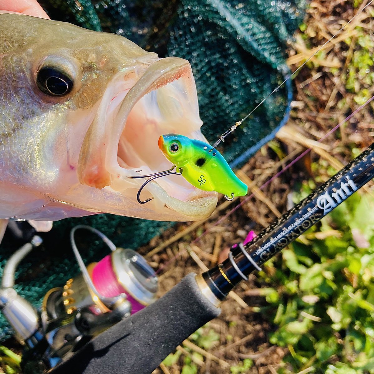 yamadia4's tweet photo. 「冬ラージ」始めました😁
いよいよ越冬場に集まり始めましたね‼️
#bass #bassfishing #fishing #ブラックバス #ブラックバス釣り #釣り #バス釣り #バスフィッシング #霞ヶ浦 #霞水系 #ラージマウスバス #メタルバイブ #リアクション #冬バス https://t.co/UeJCy30gTa