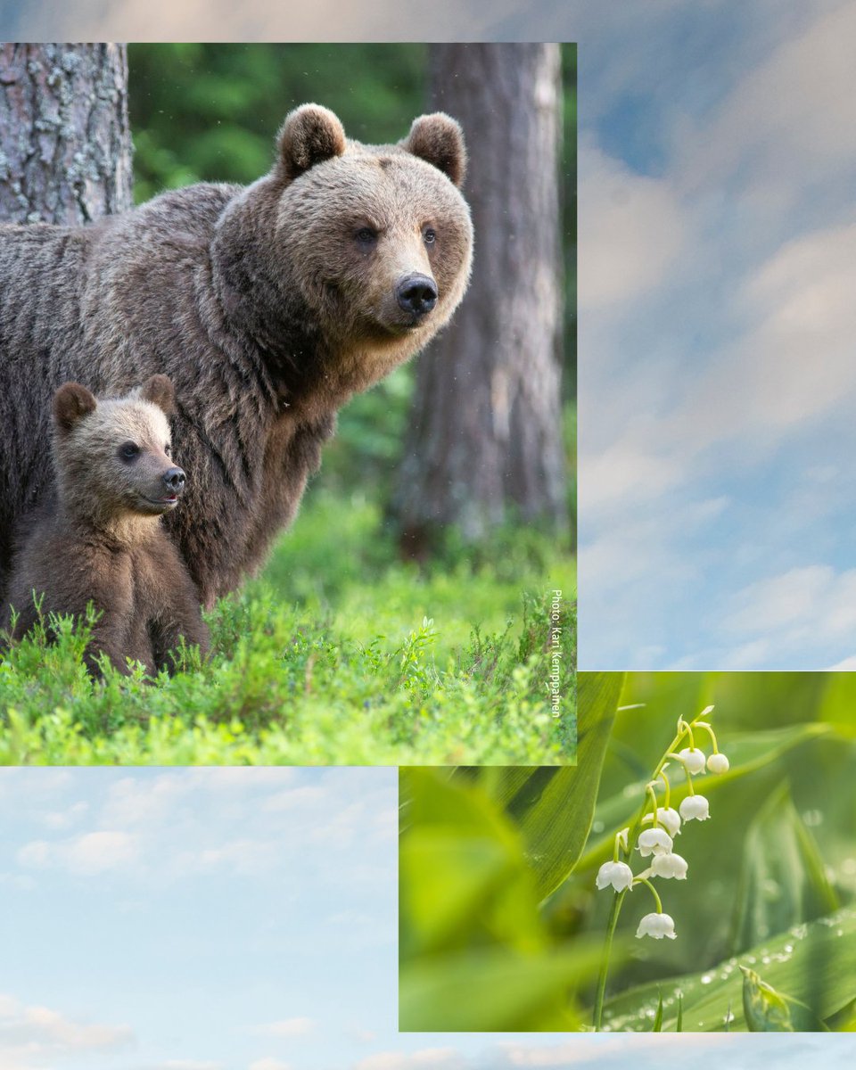 С днём рождения, Финляндия! Hyvää itsenäisyyspäivää!🇫🇮🐻🦢

В честь 108-ого Дня независимости на наших поздравительных фотографиях изображены национальные символы-объекты природы Финляндии — лебедь-кликун, бурый медведь и ландыш.

#Финляндия #itsenäisyyspäivä #Деньнезависимости