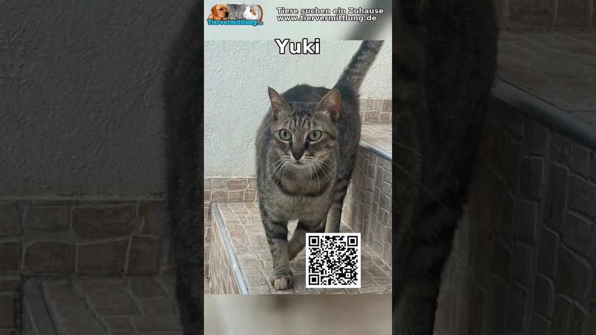 Yuki: Yuki #tiervermittlung #adoptierenstattkaufen #tierschutz #katzenliebe #katzenvermittlung #rescuecat #animallovers #haustiere #tierliebe Die sanfte Yuki, eine junge Katze aus Kreta, sucht ihr Zuhause für immer. Sie ist sozial, liebt… dlvr.it/TPg5pV