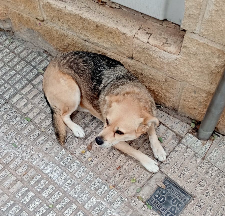 #PLSJ Patrulla 👮 en colaboración con un vecino rescatan a este perrito suelto por la vía pública, no siendo posible localizar a su propietario, ayúdanos a encontrarlo difundiendo este mensaje #ColaboraciónCiudadana