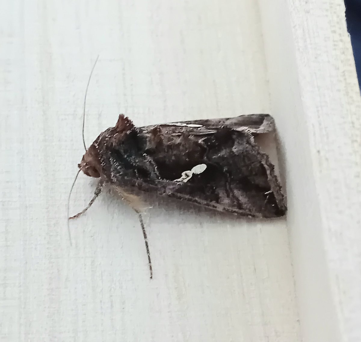 sean clancy tweet media