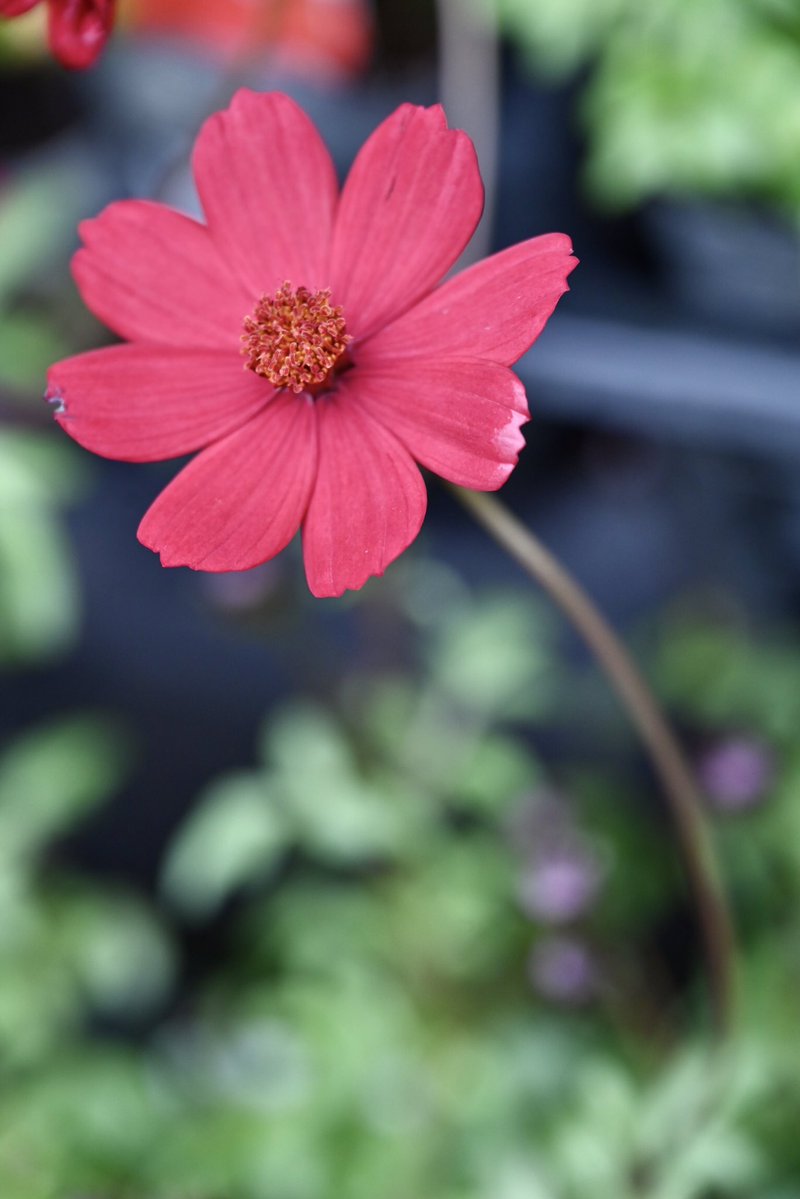 Flower Photo Club Community on X - 4.4K Members